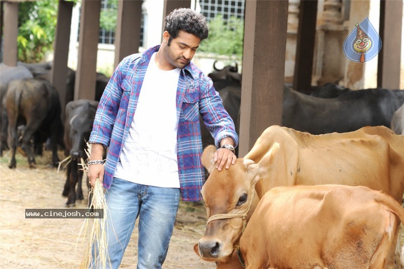 Brindavanam Movie Stills - 13 / 28 photos