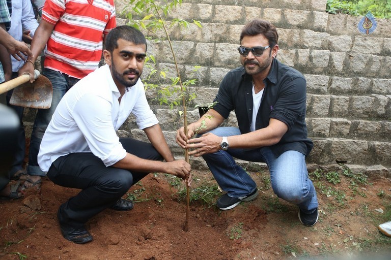 Venkatesh at Haritha Haram Program - 33 / 42 photos